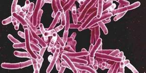 Палочка Коха (mycobacterium tuberculosis) – что это такое?