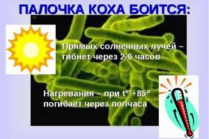 Палочка Коха (mycobacterium tuberculosis) – что это такое?