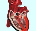Сердечная астма: причины, симптомы, дифференциальная диагностика и отличительные признаки, лечение, неотложная помощь при приступе, препараты, народные средства