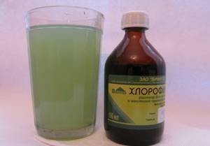 Хлорофиллипт для полоскания горла спиртовым раствором, как разводить