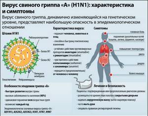Свиной грипп — симптомы a h1n1 у человека
