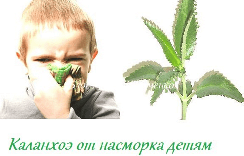 Каланхоэ от насморка: лечебные свойства растения, обзор отзывов о применении, как лечить взрослых, рецепты для детей